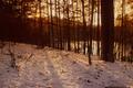 Photograph: [Snowscape Serenity: Tyler's Winter Wonderland]