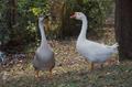 Photograph: [Graceful Geese: A Serene Moment at Tyler State Park]