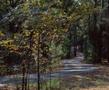Thumbnail image of item number 1 in: '[Tranquil Trails: A Journey Through Tyler State Park]'.