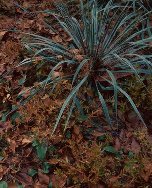 Primary view of object titled '[Graceful Yucca: A Portrait from Tyler State Park]'.