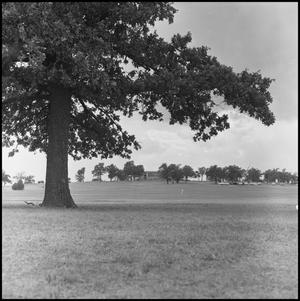 Primary view of object titled '[Golf Course Trees and Lawn]'.