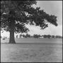Photograph: [Golf Course Trees and Lawn]
