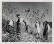 Primary view of [Harvesting Cane]