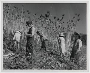 Primary view of object titled '[Harvesting Cane]'.