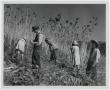 Thumbnail image of item number 1 in: '[Harvesting Cane]'.