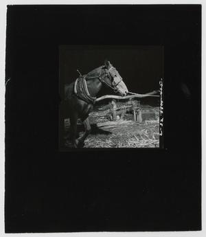 Primary view of object titled '[One Mule Power]'.