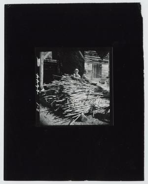Primary view of object titled '[Harvested Sorghum Stalks]'.