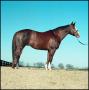 Primary view of [Horse at Valor Farm, Vital Class]