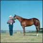 Primary view of [Jerry Vawter Horses: Cowboy with a Horse]