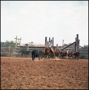 Man in white shirt and cowboy hat rides a brown horse that is facing a black cow. Behind them are several brown cows. A wooden fence is behind them, he ground is all dirt and no grass.