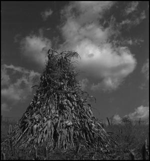 Primary view of object titled '[Corn shocks in field]'.