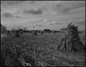 Primary view of object titled '[Harvested corn field]'.