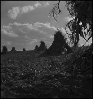 Primary view of object titled '[Harvested corn]'.