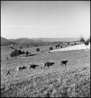 Primary view of object titled '[Taking the Cows Home]'.