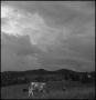 Thumbnail image of item number 1 in: '[Overcast cattle]'.