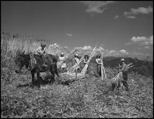 Primary view of object titled '[Harvesting sorghum cane]'.