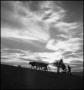 Photograph: [Walking the Cows Home]
