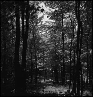 Primary view of object titled '[A path in the woods]'.