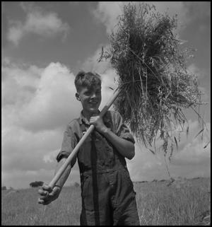 Primary view of object titled '[Taking in the crops with a Smile]'.