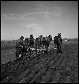 Primary view of object titled '[Polying the Fields with Horses]'.