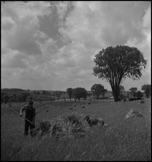 Primary view of object titled '[Boy and his dog stacking hay]'.