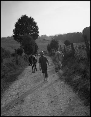 Primary view of object titled '[Walking the Cows Home]'.