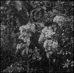 Primary view of object titled '[Blooming wild flowers]'.