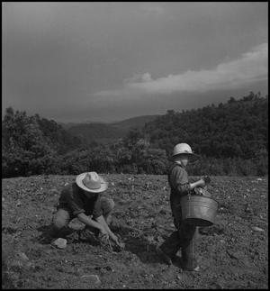 Primary view of object titled '[Two boys working in field]'.