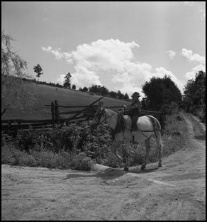 Primary view of object titled '[Riding the Mule Home from the Fields]'.
