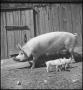 Photograph: [Female pig and her piglets standing next to a barn door]