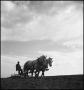 Photograph: [Two horses pulling a plow through a field]