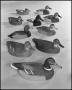 Photograph: [Ten duck decoys]