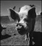 Thumbnail image of item number 1 in: '[Close up of a pig's face]'.