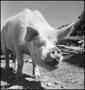 Thumbnail image of item number 1 in: '[A pig standing outdoors]'.