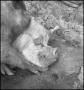 Photograph: [Two pigs sleeping]