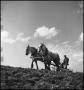 Photograph: [Two horses pulling a plow through a field, 2]