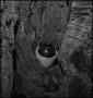Primary view of [Moonshine jug hidden in a tree stump, 3]