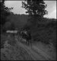 Photograph: [Horse-drawn ride in the woods]