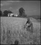 Photograph: [Man harvesting wheat in a field, 2]