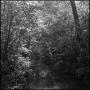 Photograph: [Looking down a forest creek]