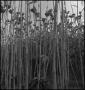 Photograph: [Man in sorghum cane field]
