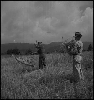 Primary view of object titled '[Two farmers harvesting wheat]'.