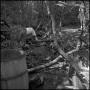 Photograph: [Two barrels in a forest]