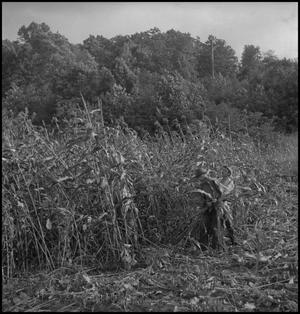Primary view of object titled '[Two men harvesting sorghum]'.