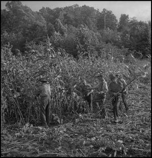 Primary view of object titled '[Five men harvesting sorghum cane]'.