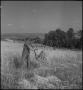 Photograph: [Harvesting wheat on a hillside]
