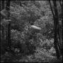 Photograph: [Man hiking through a forest]