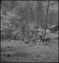 Photograph: [A horse and a foal running]