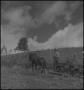 Photograph: [Mule pulling a man and a desk]