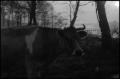 Photograph: [A cow with a chain around its head, 6]